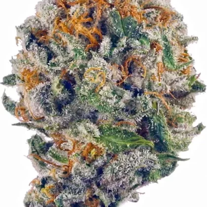 Real Runtz(Hybrid)