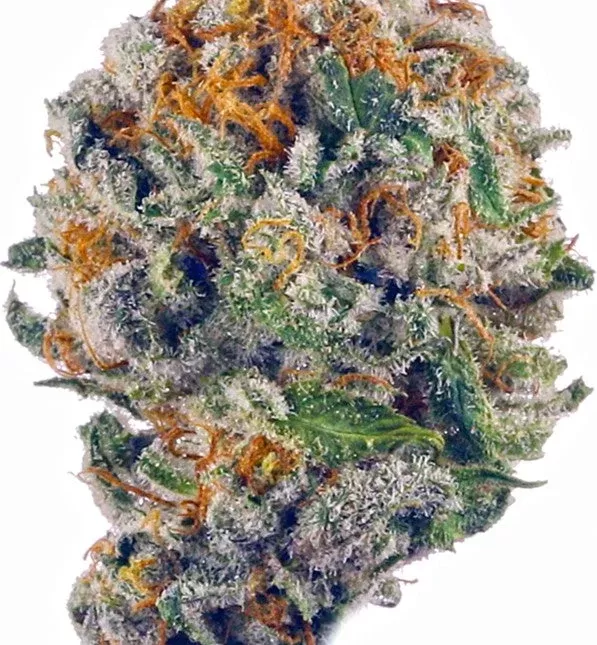 Real Runtz(Hybrid)