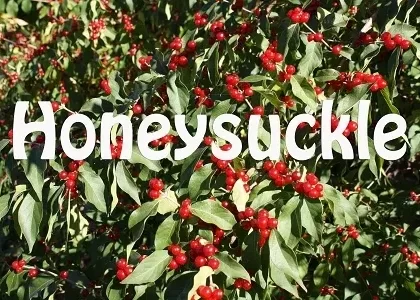 Honeysuckle Premium E-Liquid