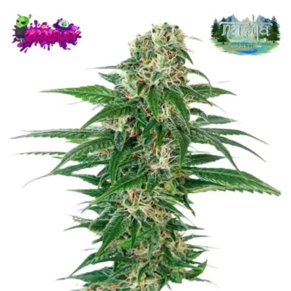 Nasha Genetics Zealousy Feminized Seeds - Ejuicewarehouse