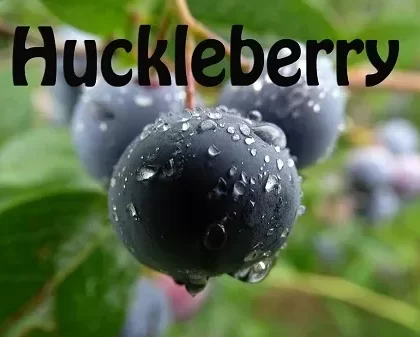 Huckleberry Premium E-Liquid