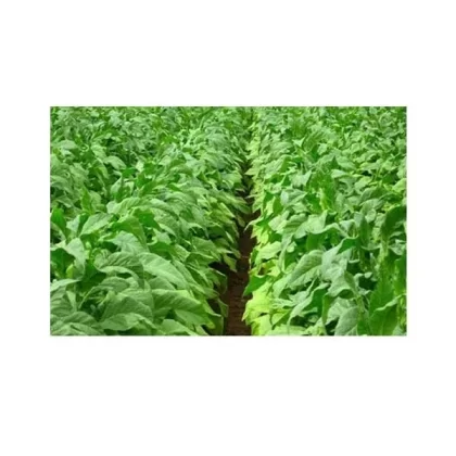 Flue-Cured HelloCig E-Liquid 60ml